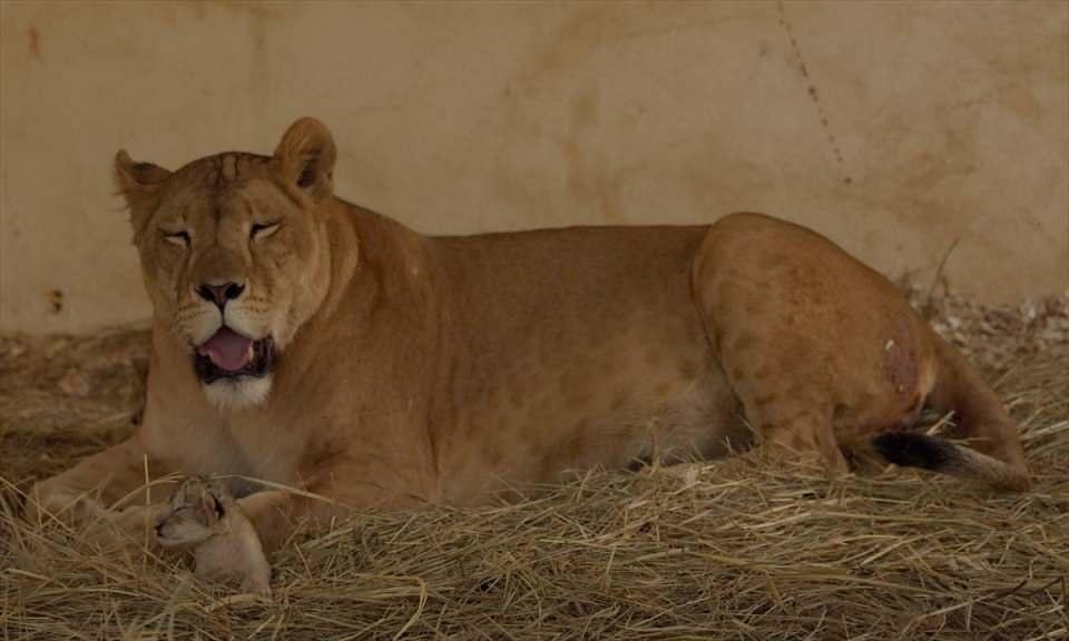 <p>Çaviland Hayvanat Bahçesinin veterineri Aziz Abdullah Gafur, bir yıl önce hayvanat bahçesine getirilen Afrika kökenli aslanın ilkinde 2, ikincisinde ise 4 yavru doğurduğunu söyledi.</p>