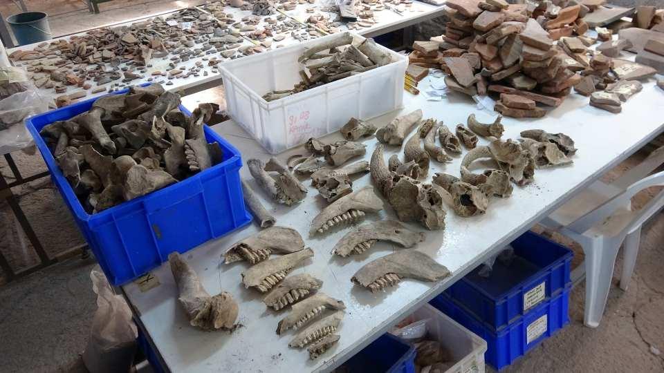 <p>Çeşmenin duvarları ile ana kaya arasındaki boşluk M.S. 4. Yüzyıl sonunda çöplük olarak kullanılmıştır. Oradan çıkan malzemeler bunu bize gösteriyor. Arkeolojik kazılarda oldukça değerli olan çöplükler kentteki gündelik yaşam hakkında önemli bulgular sunmakta. Örneğin bu alanda halkın ne tür besin maddeleri tükettiğine ilişkin çeşitli hayvan kemikleri ele geçti. Ağırlıklı olarak inek olmak üzere domuz, keçi ve diğer hayvan kemikleri dikkati çekmektedir. Bunların konu ile ilgili araştırmacıların incelemesi sonrasında daha kesin bilgiler elde edilecektir. Kemikler yanında bir amphora parçası içindeki pulları ve kılçıklar balığa ait olduğu söylenebilir. Aynı alandaki insanların depolama, pişirme ve servis amacı ile kullanılan seramik kap kacaklarda kendi çağının kültürünü yansıtması açısında dikkat çekicidir” dedi.</p>
