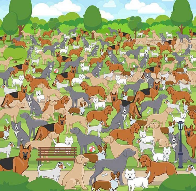 <p>Resimdeki yavru köpeği fark ettiniz mi?</p>