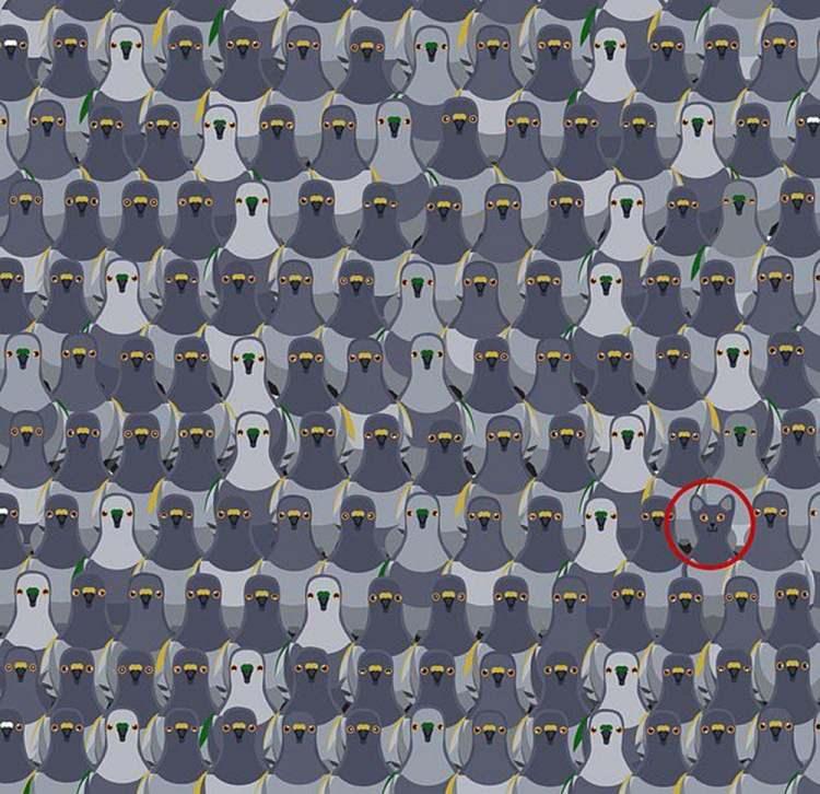 <p>Kedi tam da burada...</p>
