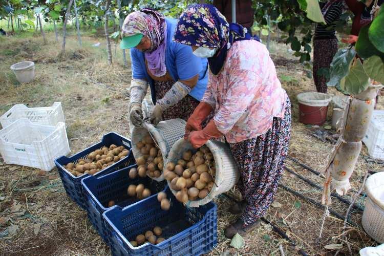 <p> Bu ayın sonuna kadar hasat yapacağız. Bu yıl fiyatlarımızda geçen yıla nazaran çok bir artış olmadı. Geçen yıl 8 liradan giden mahsulümüz bu yıl 10 liradan gidiyor.</p>
