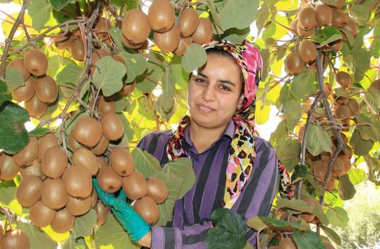 <p>Türkiye’nin önemli üretim merkezlerinden Mersin’de kivinin fiyatı bahçede 10 TL’den başlarken, yurt içinin yanı sıra Avrupa ülkeleri, Balkanlar ve Azerbaycan’a ihraç ediliyor.</p>
