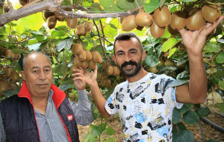 <p><strong>Bu yıl verim daha iyi</strong><br />
<br />
Mersin’in Erdemli ilçesinde tarımla uğraştıklarını belirten Mustafa Serin, ”Kivi bahçesinde hasat yapıyoruz. Yaklaşık dönümde 4 ton civarında kivi bekliyoruz.</p>
