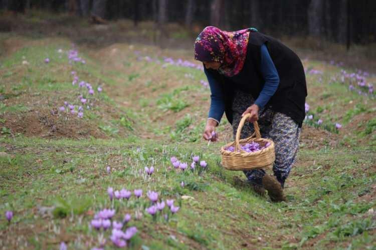 <p>Şu anda safranda çiçeklenmenin zirve olduğu dönem olduğunu ifade eden Yılmaz, "Her gün topluyoruz, akşamları da içindeki çiçekleri temizliyoruz. İnşallah önümüzdeki cuma-cumartesi günü de Safran Hasadı Festivali var. Misafir oldukça yoğun, tarlayı görmek istiyorlar" dedi.</p>