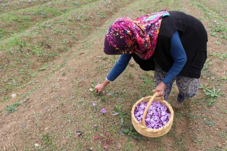 <p>"Dünyanın her tarafından safranı görmeye gelenler var" diyen Yılmaz, "Bu her geçen yıl gittikçe artıyor, bu sene yabancı misafir daha çok fazla. Safranbolu'da özellikle Avrupalı turist çok fazla. Her gün 3-5 araba geliyor" ifadelerini kullandı.</p>