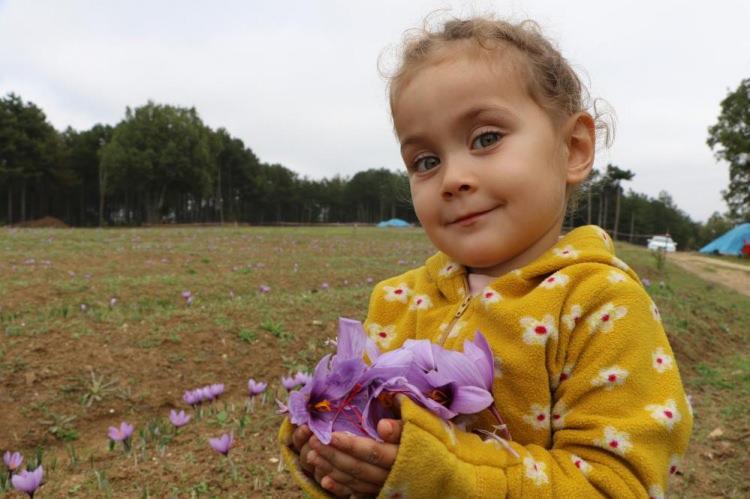 <p>Kırmızı lifler de malum bütün yemeklerde, tatlılarda, kozmetik de, boyada, ilaç sanayinde kullanılıyor. Safranın hücre yenileyici özelliği var. En büyük özelliği bu. Bir de sakinleştirici özelliği var. Gelenlerin belki de yüzde 80'i bunun için geliyor. Safranı çok içtiğinde gülme krizine sokuyor, öyle bir özelliği var rahatlatıyor insanları"</p>
<p>Yılmaz, 20 kilo civarın bir ürün beklediklerini, şu an kilogram fiyatının 100 bin lira olduğunu sözlerine ekledi.</p>