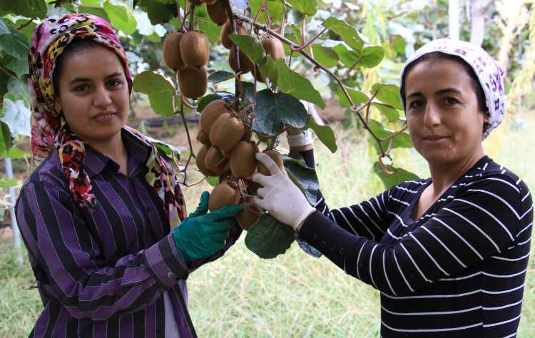 <p> Geçtiğimiz yıl bahçede 8 TL’den alıcı bulan kivi yüksek enflasyona rağmen yüzde 20 artışla en az zamlanan meyvelerden oldu. Bahçede 10 TL’den alıcı bulan kiviyi, üreticiler fiyatı en uygun meyve olarak tüketiciye sunduklarını aktardı.</p>
