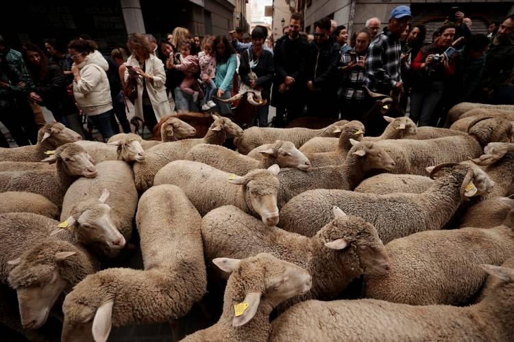 <p>Başlarında çobanlarıyla kent sokaklarından geçen koyun sürüsünü Madridliler ve turistler meraklı gözlerle izledi.</p>
<p> </p>
<p> </p>