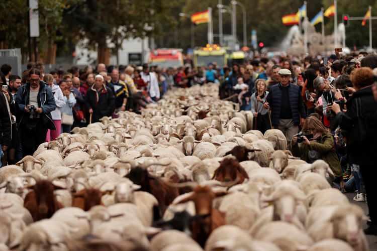 <p>Çobanlar, kent merkezindeki Sol Meydanı'na gelindiğinde 1418 yılındaki geleneğe atfen sembolik olarak koyunlarını geçirmek için belediye yetkililerine antik İspanyol parasıyla geçiş ücreti ödedi.</p>