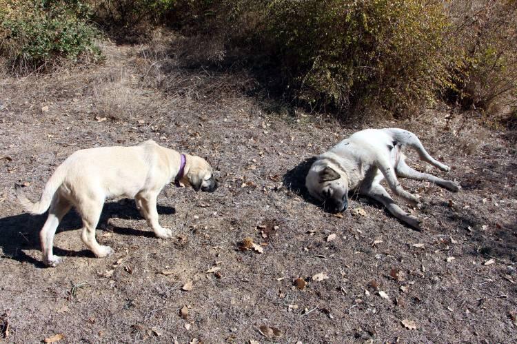 <p><strong>“Köpeklerimiz aniden öldü. 3 tane kedim zehirlendi. Biz üreticiler olarak bu olaydan rahatsızız ve bu işin sonunda da bir hırsızlık olacak diye bir endişemiz var. Daha önce bizim burada olmadı ama bölgede oldu. Tedirginiz. Bir arkadaşımın 3 köpeği, bir arkadaşımın 1 köpeği, komşumuzun 1 köpeği; toplamda 5 tane köpeğimiz öldü. Benim de 3 kedim öldü. İlk köyün girişinde atılmıştı, orada da arkadaşın 10 taneye yakın tavuğu öldü. Bizim bulduğumuz beyaz et vardı. </strong></p>