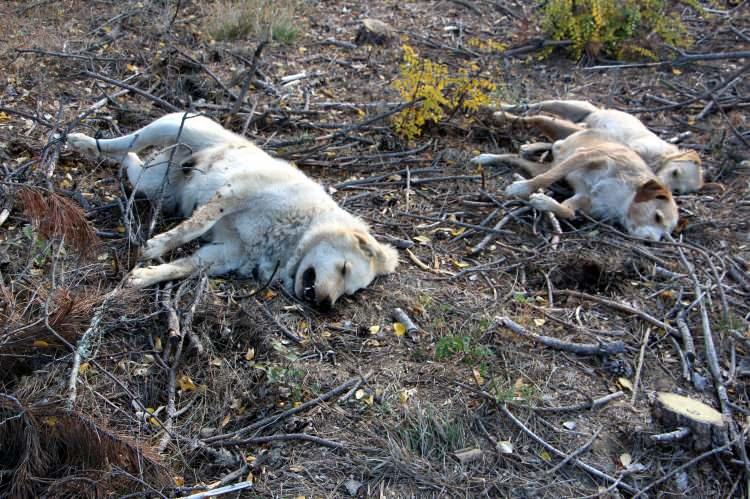 <p>Lalapaşa ilçesinin Bulgaristan sınırında bulunan 230 nüfuslu Küçünlü köyünde son 3 günde zehirli gıda verilmesi sonucu 5 köpek, 3 kedi ve 11 tavuk öldü. Küçükbaş ve büyükbaş hayvan besiciliği yapılan köyde, hayvan sürülerini kurtlardan ve hırsızlıktan koruyan köpeklerin ölmesi, besicileri hırsızlık yapılacağı düşüncesiyle tedirgin etti.</p>

