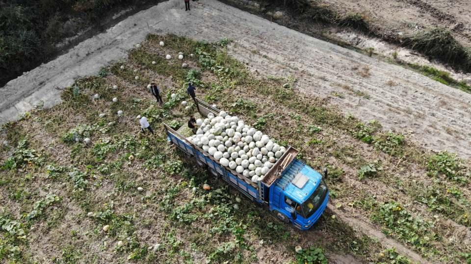 <p>Özenle seçilen ata tohumlarıyla ekimi yapılan balkabakları yaklaşık 6 aylık sürecin ardından toplanarak depolara gönderiliyor. Depolardan ise ülke genelindeki birçok otel ve restoranların yanı sıra dönem dönem de yurtdışına gönderilen kabaklar, usta ellerde tatlandırılıp sofralara servis ediliyor. </p>
