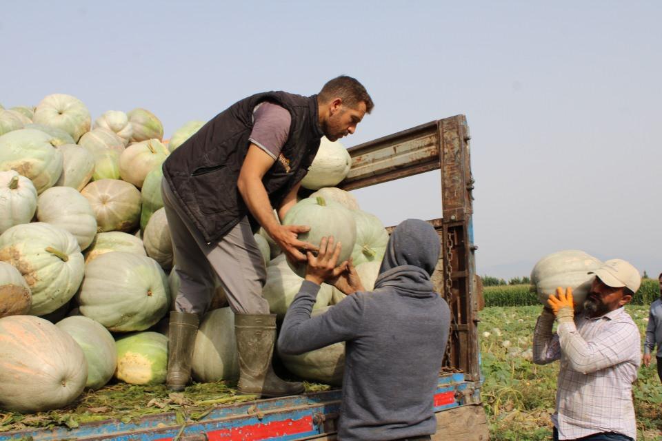 <p>Aydın’ın yöresel kabak tatlısını yapıyoruz. Ürünümüz geçen yıl coğrafi işaret aldığı için talepler arttı ve biz de ekstra dikim yaparak rekoltemizi yükselttik. </p>
