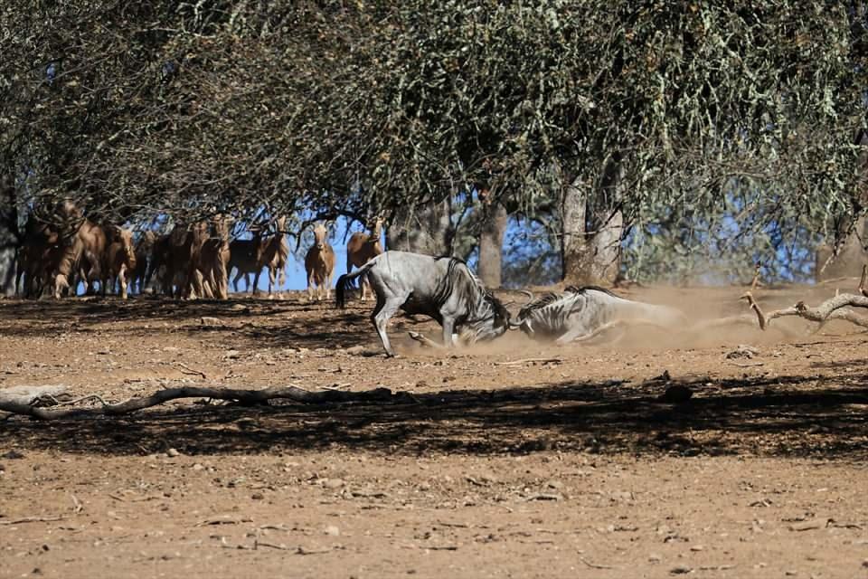 <p>ABD'nin Kaliforniya eyaletindeki Sonoma ilçesinde bulunan Safari Batı Yaban Hayatı Koruma Park'ında yaşayan ve koruma altındaki yaban hayvanları görüntülendi.</p>
