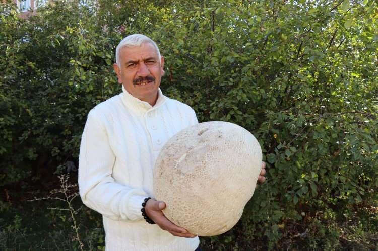 <p>Erzurum'un Oltu ilçesine bağlı Kemerkaya köyünde 8,885 kilogramlık mantar bulan Beycan Onat, ilk gördüğünde mantarı kestane kabağı sandığını söyledi.<br />
 </p>
