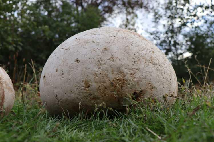 <p>Beycan Onat, “Ben bu mantarı ilk gördüğümde kestane kabağı sandım, yakınına gidince mantar olduğunu gördüm. 9 kilo civarında. </p>