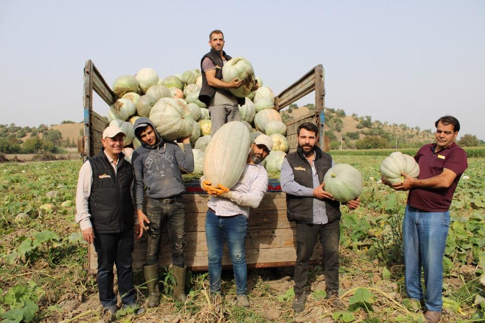<p>Türkiye’de kabak ve kabak tatlısı denince akla gelen illerden olan Aydın’da lezzeti ve büyüklüğüyle dikkat çeken balkabağında hasat başladı. Şehrin önemli tarım ürünlerinden biri olan ve ekiminin ardından uzun bir yolculuk sonrasında sofralara ulaşan kabaklar, coğrafi işaret tescilli Aydın Kabak Tatlısı haliyle de damakları tatlandırıyor.</p>

<p> </p>
