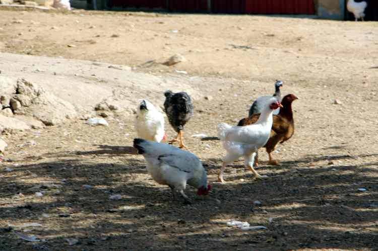 <p><strong>"Benim 5 köpeğim, 200 baş küçük sürüm, 10 tane de sığırım var. Her nedense benim köpeklerim telef edildi. Bu sadece bana has bir davranış değil, çünkü diğer komşularımızın da köpekleri telef edildi. 3 köpek benim olmak üzere 3 de kedi komşuların, 2 komşumun da köpekleri telef oldu. İsteğim, yetkililerin bizim sesimizi duyması. Daha çok ileride yapılacak bir hırsızlıktan dolayı olduğunu düşünüyoruz. Bu konu hakkında da çok kaygılıyız. </strong></p>
