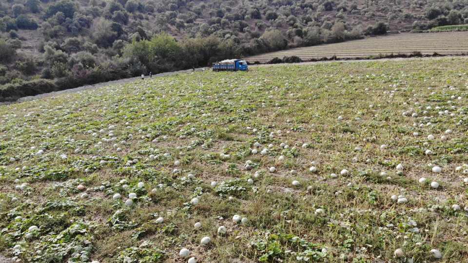 <p>Kış aylarının vazgeçilmez sebzelerinden biri olan, bin bir zahmetle ekimi yapıldıktan sonra hasadına başlanılan balkabaklarının tarlalardan sofralara gelen yolculuğu da başlamış oldu. </p>