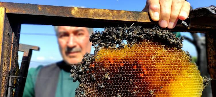 <p>Bursa'nın Yıldırım ilçesinde yaşayan ve tüm geçimini taşımacı arıcılıkla sağlayan üretici Ethem Demircioğlu'nun 400 kovan arısı yakılarak telef edildi. </p>
