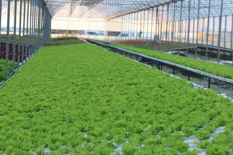 <p>Daha çok yeşil bitki ürettiklerini ifade eden Mehmet Emekli, sözlerine şöyle devam etti:</p>

<p>"Bizim üretim mantığımız şu: Sürdürülebilirlik ilkesini en iyi yaşayacağımız nokta burası. Çünkü Akdeniz ikliminde yetiştiği için o lokasyondan geliyor. Oradan buraya gelirken çok ciddi bir fire oluşuyor. Biz burada ürettiğimiz için hem şehre çok daha yakınız hem de çok daha taze olarak kullanıcıya ulaştırıyoruz. Yılda yaklaşık 500 ton civarında bir yeşillik üretiyoruz. Biz zaten ürettiğimiz ürünlerin bir kısmını hazır salata olarak kullanıcıya iletiyoruz. Bir kısmını da nihai ürün olarak, adet olarak vermekteyiz."</p>
