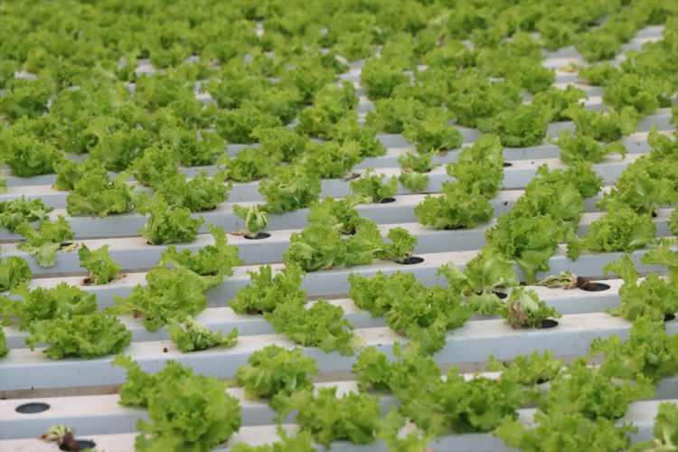 <p><strong>"Yüzde 70 daha verimli"</strong></p>

<p>Toprağın içindeki makro ve mikro elementleri suyla birlikte bitkiye verdiklerini, suyun iletken hızının çok yüksek olmasından dolayı da yüzde 70 daha verimli olduğunu anlatan Emekli, şu bilgileri aktardı: "Tesiste kullanılan ekstrem materyallere baktığımızda aslında çok olağanüstü şeyler yok. Elektriği kullanıyoruz. </p>
