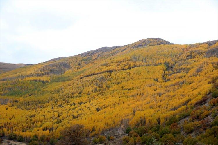 <p>Kayseri Orman Bölge Müdürlüğü sınırlarında yer alan Erciyes'in yamaçlarındaki titrek kavak ağaçları, sonbaharda sarı, turuncu ve kırmızının tonlarını sunuyor.</p>
