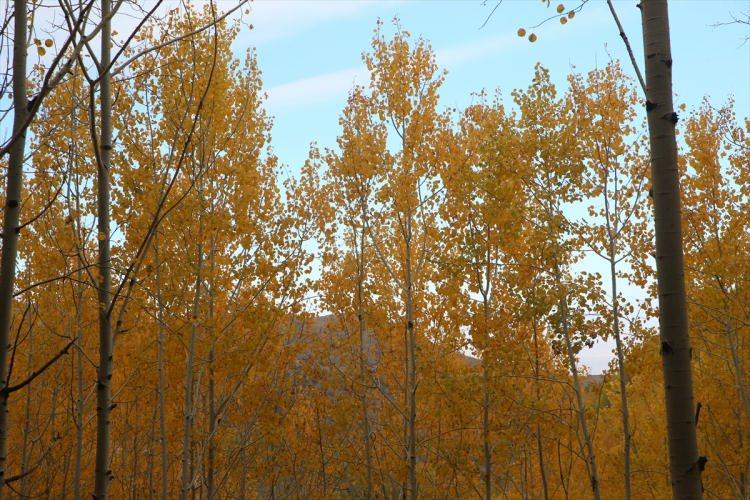 <p>Kayseri'nin Erciyes Dağı eteklerindeki titrek kavak ormanlarının sonbaharın tonları, sarı, yeşil ve kahverengi renklerine bürünmesi, kış turizm sezonuna yaklaşıldığını gösteriyor.</p>

