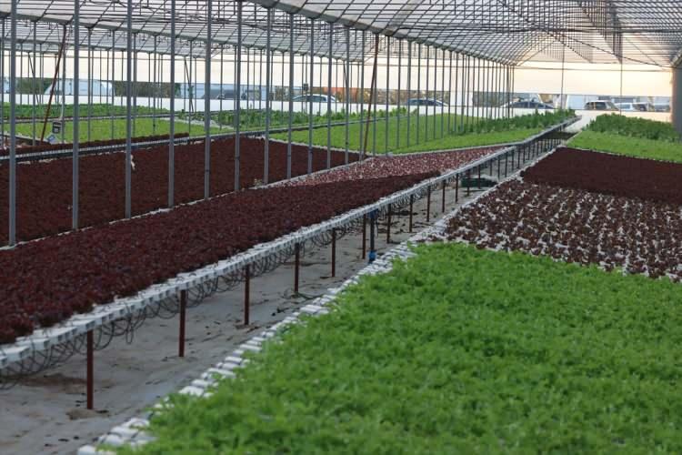 <p>Girişimci Emekli, çalışanların büyük bir bölümü kadınlardan oluşan üretim sahasındaki çalışmaları, topraksız tarıma giriş hikayesini ve yakaladığı başarıyı anlattı.</p>