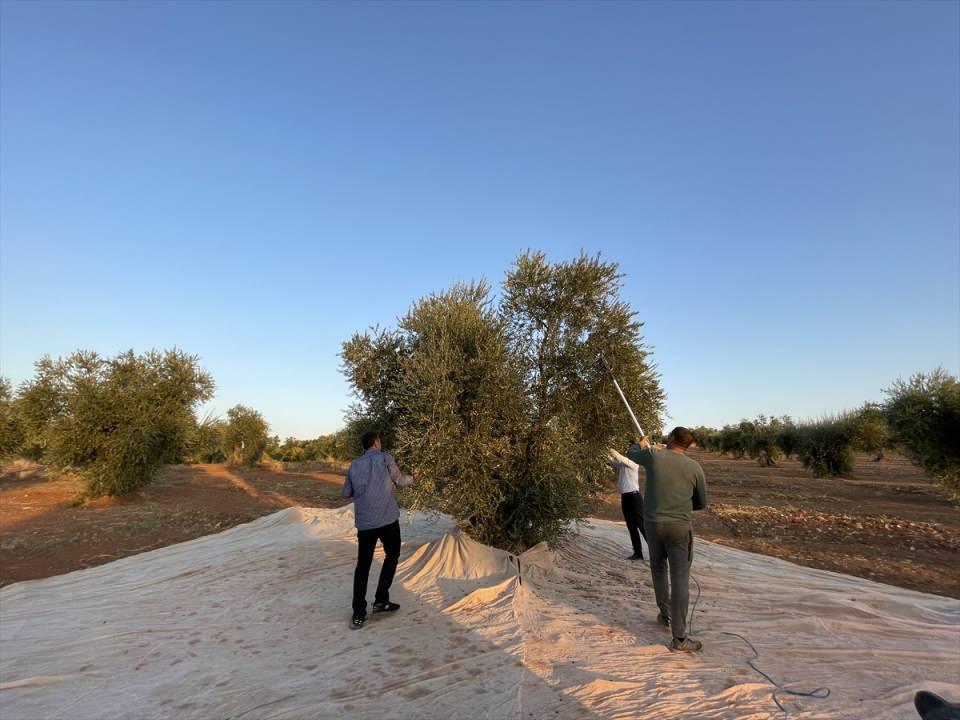 <p>Türkiye'nin önemli zeytin ve zeytinyağı üretim merkezlerinden Kilis'te, asırlık ağaçlardan toplanan zeytinlerin yağa dönüşmesinin zahmetli yolculuğu başladı.</p>

<p> </p>
