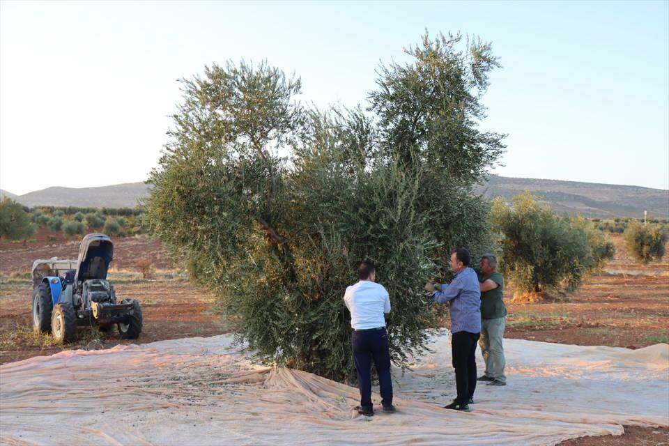 <p>Kilis'te üretilen zeytin ve tescilli zeytinyağı, aroması, kendine has tadıyla mutfakların vazgeçilmezleri arasında yer alıyor.</p>

<p> </p>
