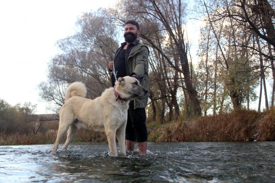 <p>Uzman Kangal yetiştiricisi, 'Anadolu aslanı' olarak bilinen Kangal köpeklerinin çetin geçen kış mevsiminde nasıl beslenmesi gerektiği hakkında açıklamalarda bulundu.</p>
