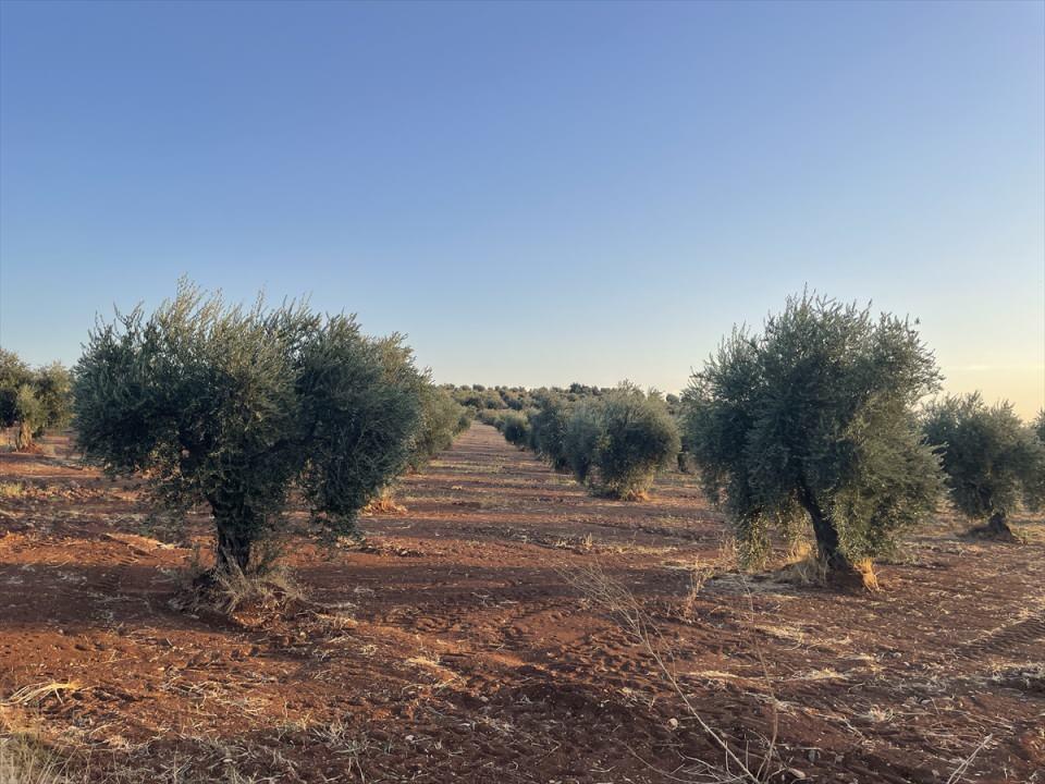 <p>Yaklaşık 4 milyon ağaçtan yağlık ve sofralık zeytin üretimi yapılan kentte, bu sezon yaklaşık 10 bin ton civarında yağ üretilmesi bekleniyor.</p>

<p> </p>
