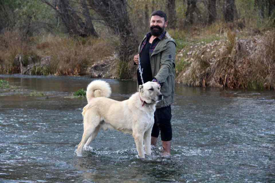 <p> Hayvanlarınıza içine girebileceği, içerisinde rahat edebileceği kuru bir ortam sağlayın. Sivas Kangalı soğuk havalara dayanaklı, Anadolu’nun sert coğrafyasında sert Kangallar yetişir. Biz hayvan sahiplerinden ev konforu istemiyoruz, onların ihtiyacı olan konforu istiyoruz ve hayvanlar ihtiyacı olanları sizlere belli edecek. Hayvan beslemede ikili ilişki ve gözlem çok önemli. Hayvanların en büyük ihtiyaçları başlarının okşanması ve onlara sevgi gösterilmesi” ifadelerini kullandı.</p>
