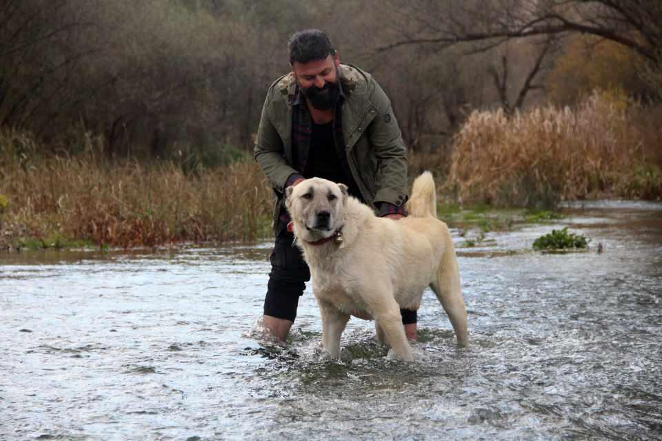 <p><strong>“Anadolu’nun sert coğrafyasında sert Kangallar yetişir”</strong><br />
<br />
Yıldız, doğal ırk olan Kangal köpeklerinin ihtiyacı olan konforun sağlanması gerektiğinden bahsederek, “Sağlıklı barınma çok önemli, tahtadan bir barınak yapın. Yattığı yere ot balyası koyun ve sürekli kurulayıp yenileyin. </p>
