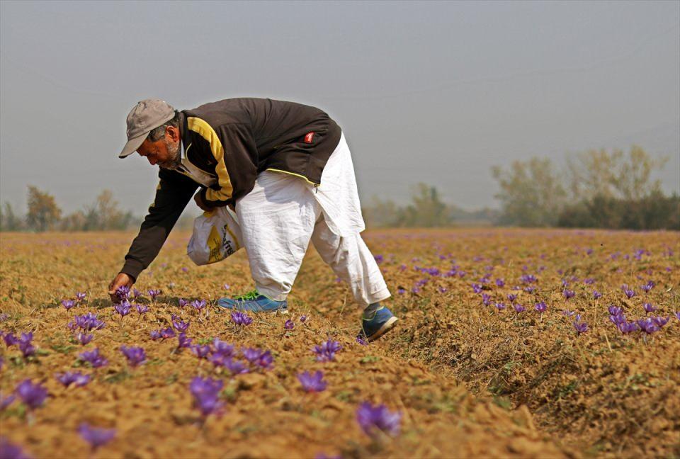 <p>Çiğdem çiçeğinden elde edilen ve dünyanın en pahalı baharatı olan safran, ticari olarak Hindistan, İspanya ve İran'da yetiştirilmekte.</p>
