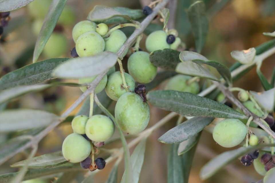 <p>Daha sonra kırma ve ezme işlemlerinden geçirilen zeytin, hamur kıvamına getirildikten sonra yoğrulma ünitesine alınarak presleniyor ve yıkanıyor.</p>

<p> </p>
