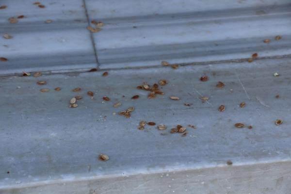<p>Her gün onlarca turistin önünde poz verip, fotoğraf çektirdiği tarihi yapının etrafına atılan kuruyemiş kabukları dikkati çekerken, çeşmelerin su teknesine ise kullanım amacı dışında karton bardak, su şişesi gibi malzemelerin atıldığı görüldü.</p>