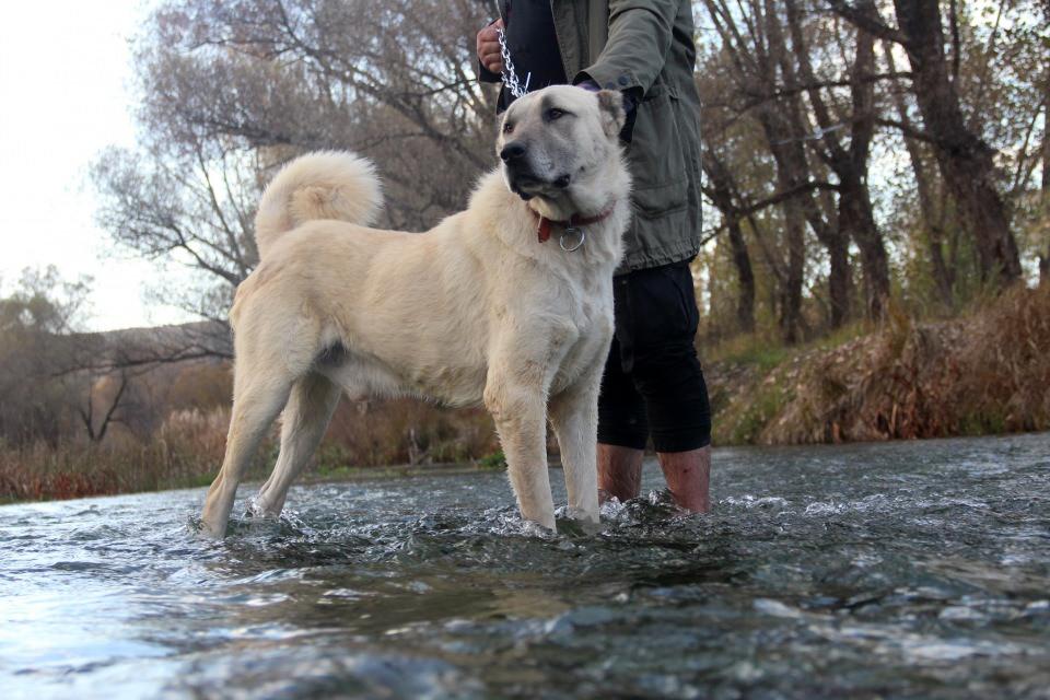 <p><strong>“Kanlı yemezse siz doğal bir ırka zarar verirsiniz”</strong><br />
<br />
Yıldız, Kangal köpeklerinin doğal yaşamdan tamamen koparılmaması gerektiğini söyleyerek, “Kış mevsimlerinde hayvanların beslenme oranlarını yaza göre çok daha artıracaksınız. </p>
