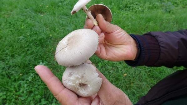 <p>Doğada zehirli mantara denk düştüğümüzde, tehlikeli mantarları topladığımızda bunların bir kısmı sindirim bozukluklarına yol açarken, bir kısmı da öldürücü oluyor” dedi.</p>
