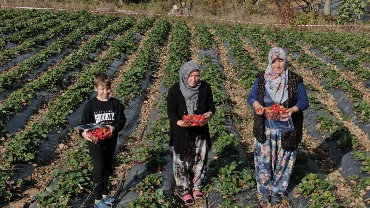 <p>Bursa’da 40 haneli köyün tamamı 7 ay boyunca çilek üretiyor. Üreticiler bu mevsimde kilogramını 25-30 liradan satarak aylık 10-12 bin lira gelir sağlıyor.</p>
