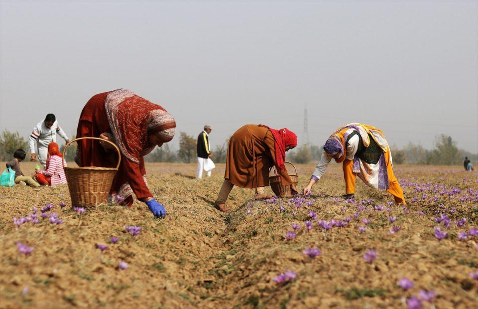 <p>Hindistan’ın Keşmir bölgesinde bulunan Pulwama kenti kırsalında safran hasadı başladı. </p>
