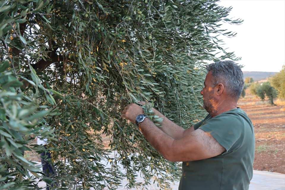 <p>Olgunlaşmasının ardından ağaçlardan toplanan zeytinler, kasalara konularak zeytinyağına dönüştürülmek üzere fabrikalara getirilip yapraklarından ve dal parçalarından arındırılıyor.</p>

<p> </p>
