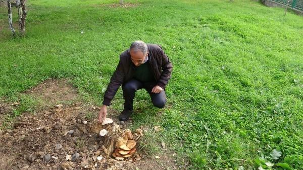 <p>Trabzon Üniversitesi Fatih Eğitim Fakültesi öğretim üyesi Mikoloji (Mantar Bilimi) Uzmanı Prof. Dr. Ertuğrul Sesli, yaşanan mantar zehirlenmelerine ilişkin, “Yağmurlar uzun sürdüğü için toprak gevşedi ve çok fazla mantar ortaya çıktı. </p>
