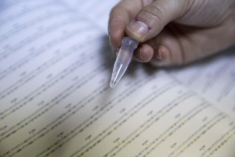 <p>DNA sentezlemenin, adenin, guanin, sitozin ve timin gibi yapı taşlarının arka arkaya eklenerek dizinin uzatılması anlamına geldiğini belirten Bilgen, "Gibson yöntemi kullanılarak DNA sentezlenmiş oluyor ve toz halde tüp içerisinde konuluyor. Ama biz bu tozları da zaten gözle göremiyoruz. Toz halindeki materyal belli oranda suyla çözdürüldüğünde elimizde yaklaşık 100 nanogram/mikrolitre oranında molekül oluşuyor. O toz haline gelmesi de dondurarak kurutma yöntemi olan 'liyofilizasyon' sonucunda ortaya çıkıyor." bilgisini verdi.</p>

