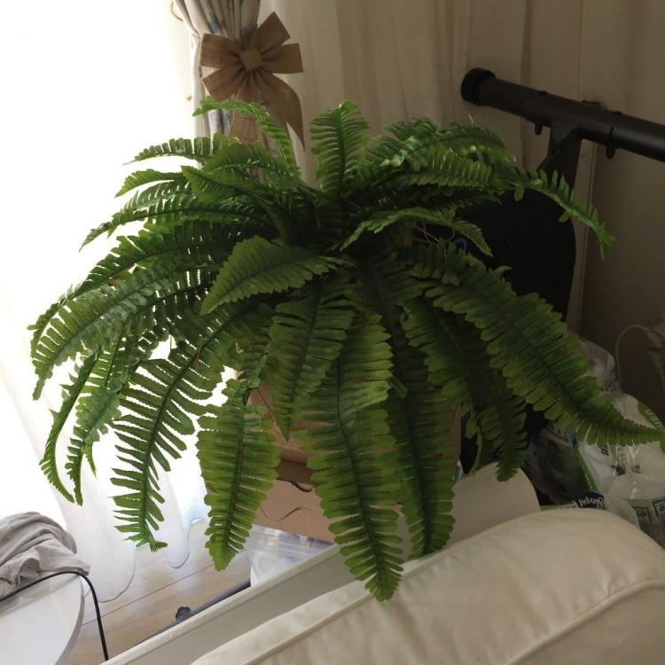 <p><span style="color:#B22222"><strong>9- AŞK MERDİVENİ</strong></span></p>
<p><span style="color:#800080"><strong>Eğreltiotu olarak da bilinen aşk merdiveni, iç mekanlarda deterjan ve temizleyicilerin neden olduğu uçucu organik bileşiklerden kurtulmak için birebirdir.</strong></span></p>