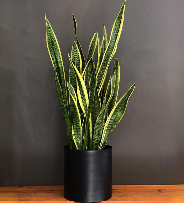 <p><span style="color:#B22222"><strong>10- PAŞA KILICI</strong></span></p>
<p><span style="color:#800080"><strong>Yılan bitkisi veya paşa kılıcı kuru yerlerde yetişen bir bitkidir. Ayrıca havada bulunan 5 ana toksinin 4'ünü de temizleyebilir.</strong></span></p>