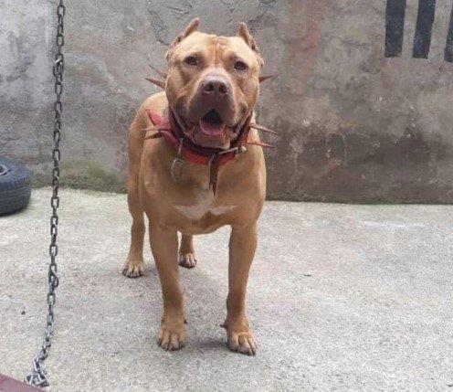 <p>Köpeğin yasak cins olmasının tek başına suç oluşturmaya yeterli olmayacağını ve pitbullun sahibi hakkında idari yaptırım uygulandığını da kaydeden savcılık, hayvanın zabıta ekiplerine teslim edildiğini belirtti. Oğuzhan Doğan'ın ölümüne ilişkin bir suçun bulunmadığının altını çizerek takipsizlik kararı verdi.</p>