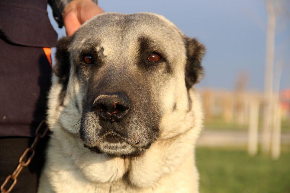 <p>Dünyanın her yerinden Kangal köpeğini ziyarete geliyorlar. Yıllık ortalamama 60 bin ziyaretçi geliyor.</p>