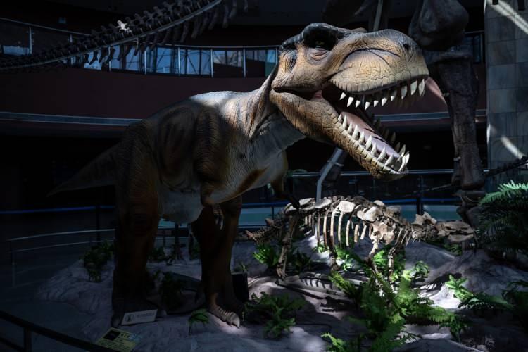 <p>Çin'in Heyulan kentinde kurulan Dinozor Müzesi'nde dinozor yumurtası fosilleri sergileniyor. 20 bine yakın dinozor yumurtası fosili ile Guinness Dünya Rekoru'na sahip olan müze, Çin'deki fosillerinin önemli merkezlerinden birini oluşturuyor. Fotoğrafta, müzede sergilenen Tyrannosaurus Rex türü dinozorun bir maketi görülüyor.</p>

<p> </p>
